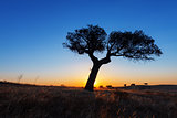 Single tree in a wheat field on a background of sunset
