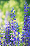Blooming Lupines