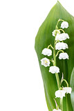 Blooming Lily of the valley