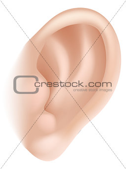 Ear body part illustration