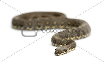 Green Whip Snake, Hierophis viridiflavus, isolated on white