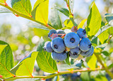 Blueberry Close-up