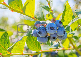Blueberry Close-up
