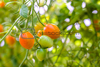 Closeup of growing grape tomatoes