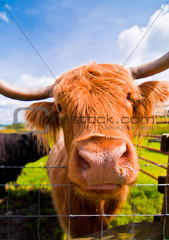 Hairy Cow in Highland