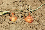 Two onions in the soil