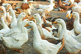 Ducks in the poultry yard