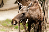 The moose (North America) or Eurasian elk (Europe) 