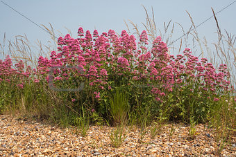 Red Valerian (Centranthus ruber) on Aldeburgh Beach, Suffolk, En