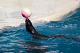 Seal with ball