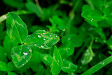 green leaves with raindrops as summer background