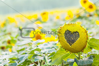 Sunflower with heart shaped figure on natural bokeh background