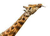 giraffe licking - isolated 