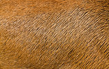 Animal Hair Texture 