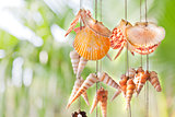 Colorful hanging shells