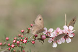 Spring Dingy Ring butterflies on pink Australian leptospernum flowers