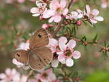Spring Dusky Knight butterfly ID Australian leptospernum flowers