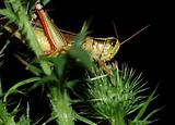 Red-Legged Grasshopper