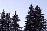 Pines covered with snow