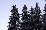 Pines covered with snow