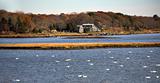 Snow Geese in Russells Mills, Dartmouth, Massachusetts