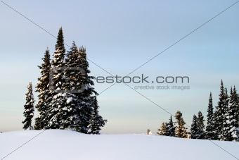 Mountain Trees and Snow