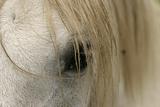 Horse Eye And Mane