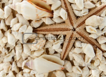 Seastar and shells