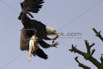 Bald Eagle With Talons