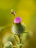 Thistle And Honey Bee