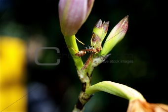 Wasp on an Orchid