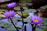 Purple Water Lilies