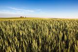 Prairie Farmland