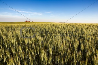 Prairie Farmland