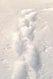 Snowy Footsteps