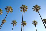 Palm trees with Blue Sky