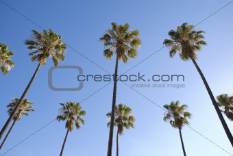 Palm trees with Blue Sky