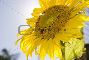Sun Flower with bee