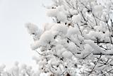 Tree covered with Snow