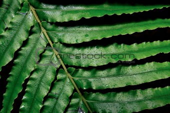 large fern leaf