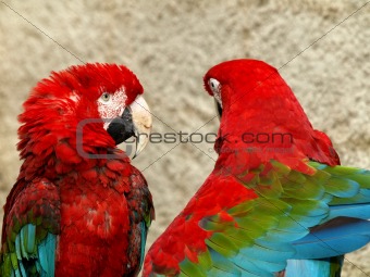 Parrots couple