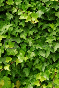 Green ivy background