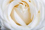 Sexy white rose