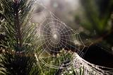 The cobweb