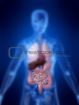 human intestines