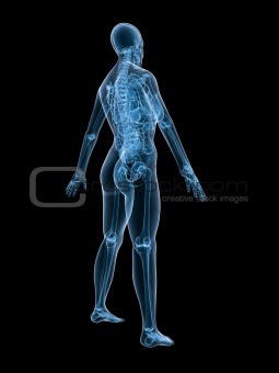 x-ray female anatomy