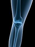 x-ray anatomy knee