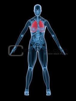 x-ray anatomy-lung
