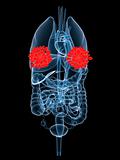 x-ray organs-mammary gland
