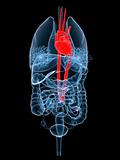 x-ray organs-heart